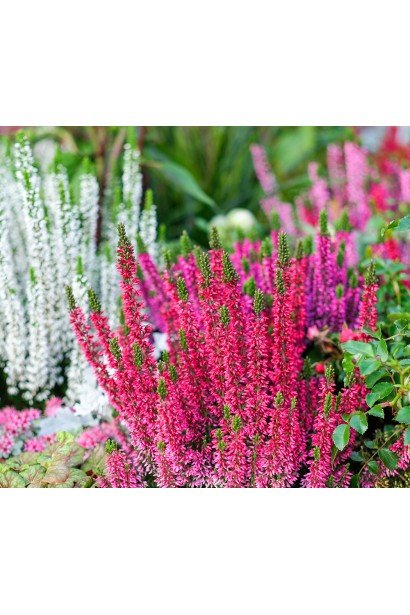 Вереск обычный миксбордер